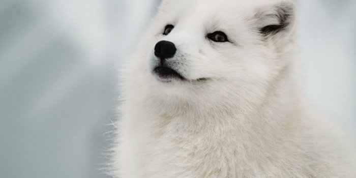 1000x1500 350+ Arctic Fox Pictures | Download