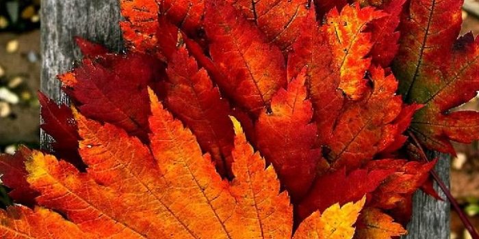 720x1280 Autumn leaves Wallpaper by Agaaa_K - 0c