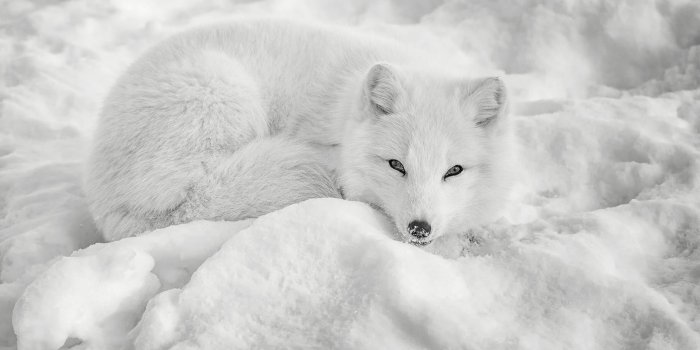 1920x1282 Download free White Arctic Fox In The