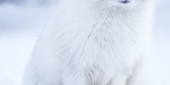 1284x2778 Arctic fox Wallpaper 4K, White wolf