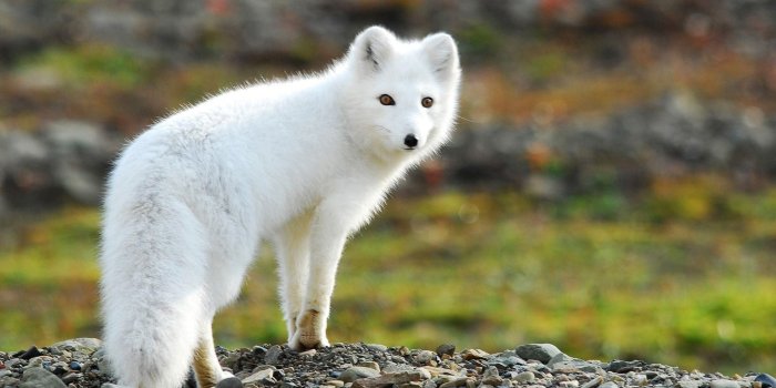 1920x1080 pics of arctic foxes | Arctic Fox