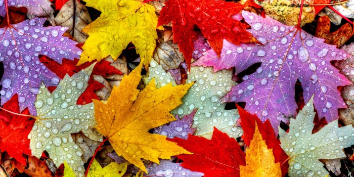 2560x1600 Wet Autumn Leaves
