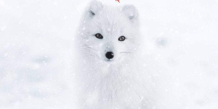 1442x1920 Download free Arctic Fox With Red