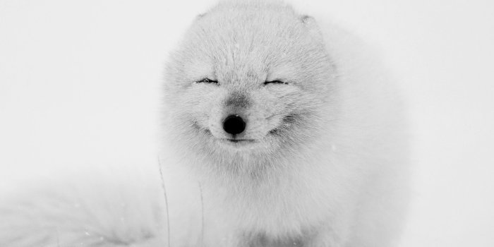 2560x1600 af02-arctic-fox-happy-moment