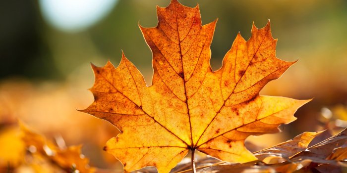 1920x1080 Autumn leaves wallpaper, Fall leaves