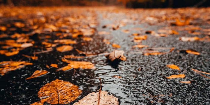 850x1133 100+] Autumn Leaf Wallpapers