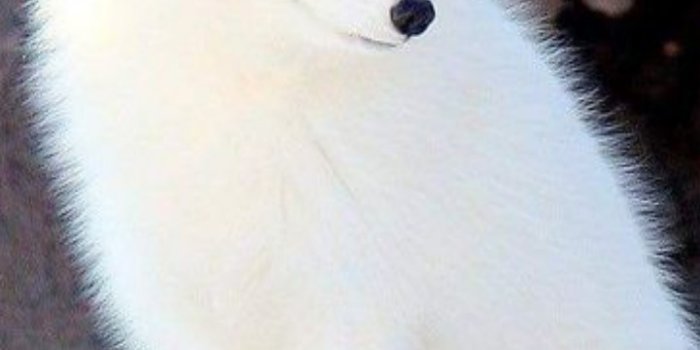 720x1280 Free Arctic Fox Wallpaper For Your Phone