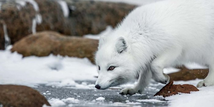1920x1080 Image A Close Up of an Arctic Fox