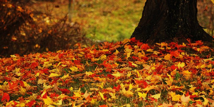 3840x2160 Autumn Leaves 4K Wallpapers - Wallpaper