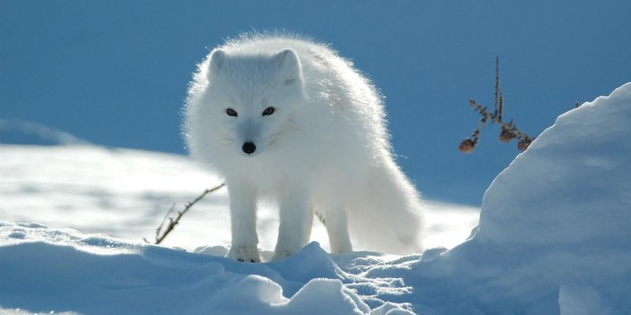 1920x1080 Arctic Fox
