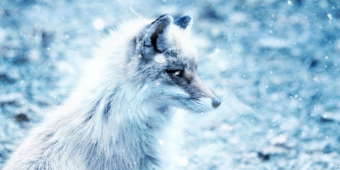 1920x1080 Arctic fox, Fox background, Fox pictures