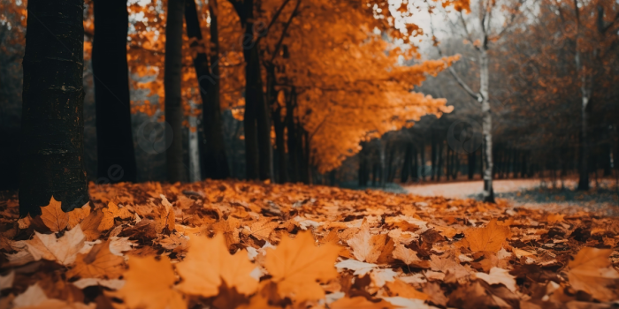 1200x673 Images Of Autumn Leaves Are Laying On A