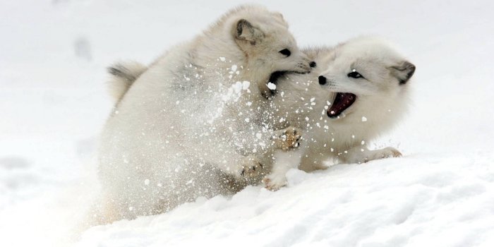 1920x1200 Download free Two Baby Arctic Foxes
