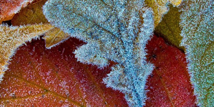 1440x2560 Autumn leaves Wallpaper 4K, Frost