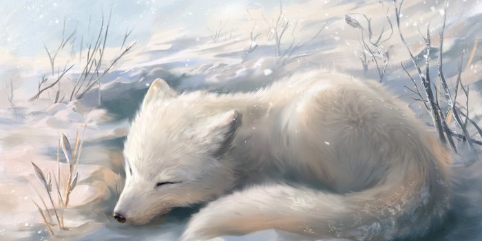 1280x905 Arctic Fox by Ludvik Skopalik : r