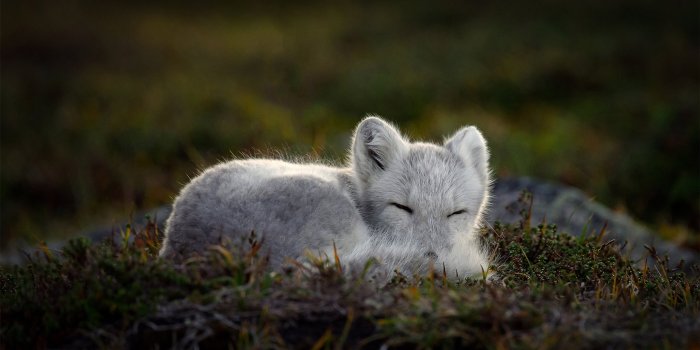 3840x2160 Sleeping Arctic fox - Bing Gallery