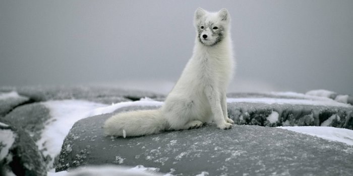 1920x1080 Arctic Fox Wallpaper Full HD, 4K✓Free