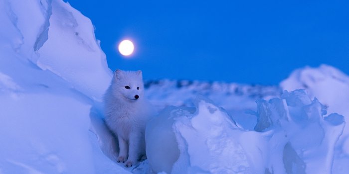 1920x1200 Arctic Fox Nestled in the Snow
