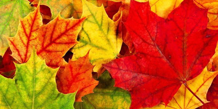 1920x1080 Autumn Leaves Hd Wallpapers - Wallpaper