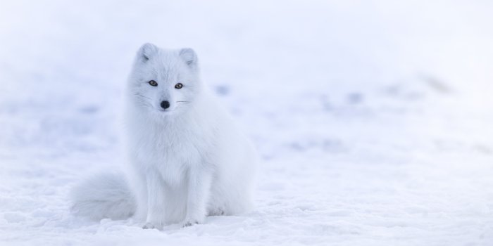 5120x2880 Snow, Animal, Arctic Fox
