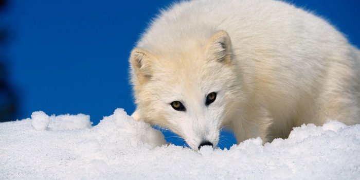1920x1080 Download wallpaper 1920x1080 arctic fox