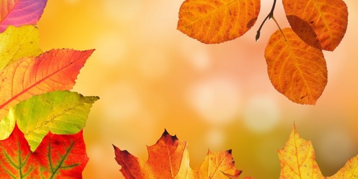 3840x2160 Autumn Leaves Wallpaper - iPhone