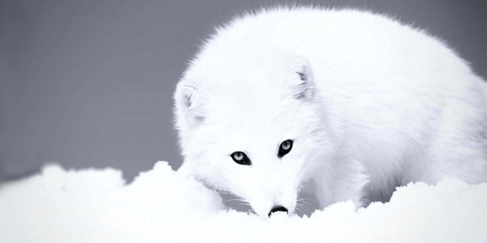 1920x1200 Arctic Fox Backgrounds | Wallpapers