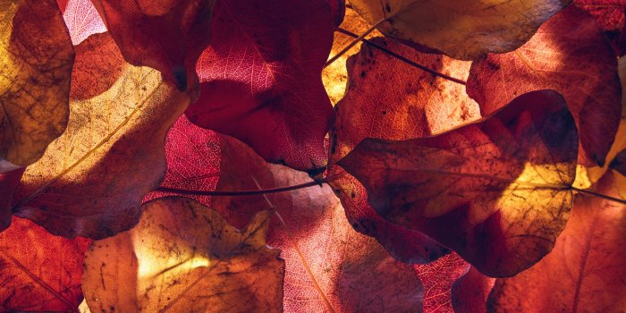 2048x2048 Maple leaves Wallpaper 4K, Autumn