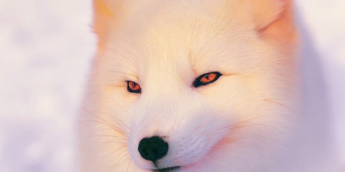 1152x864 Arctic Fox 1152 x 864 Wallpaper