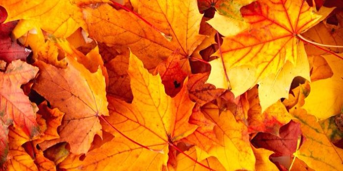 710x1136 Cute Fall Wallpaper | Autumn Leaves and