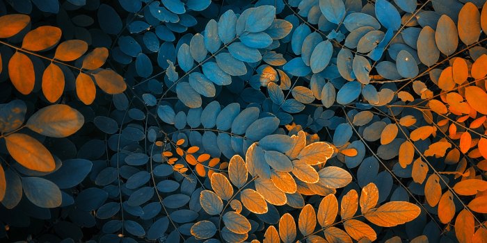 3840x2160 AUTUMN LEAVES (4K) : r/wallpapers