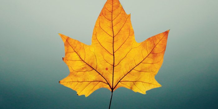 4344x2896 Autumn Leaf Stock Photos & HD Images