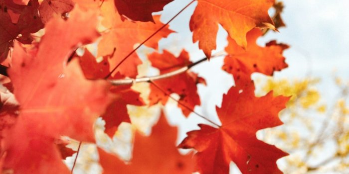 1000x1500 Autumn Wallpapers: Free HD Download