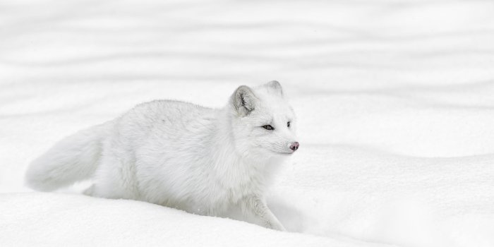 2000x1331 Animal Arctic Fox HD Wallpaper