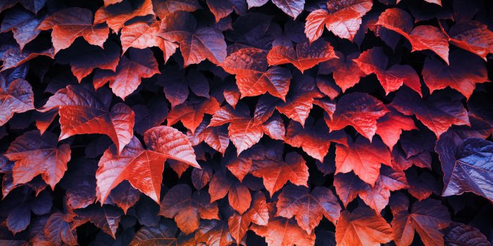 4085x2723 Autumn Leaves 4k Wallpaper,HD Nature