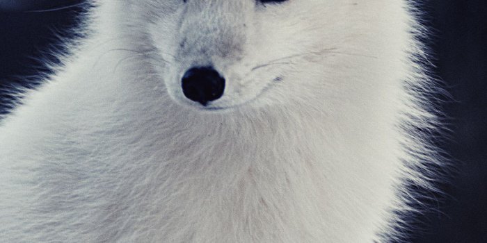1350x2400 Download wallpaper 1350x2400 arctic fox