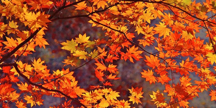 1920x1080 Autumn Leaves Wallpaper 1920x1080 55991