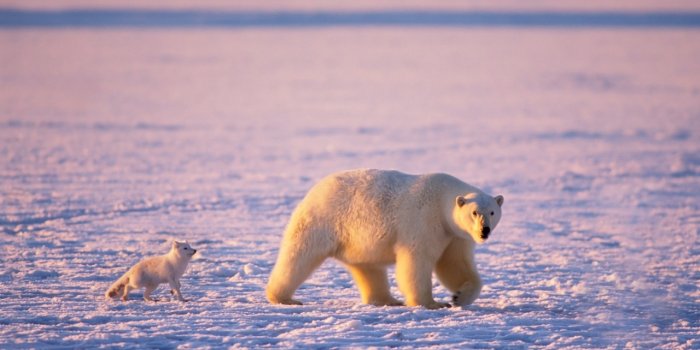 1280x720 Arctic Fox And Polar Bear Ultra HD