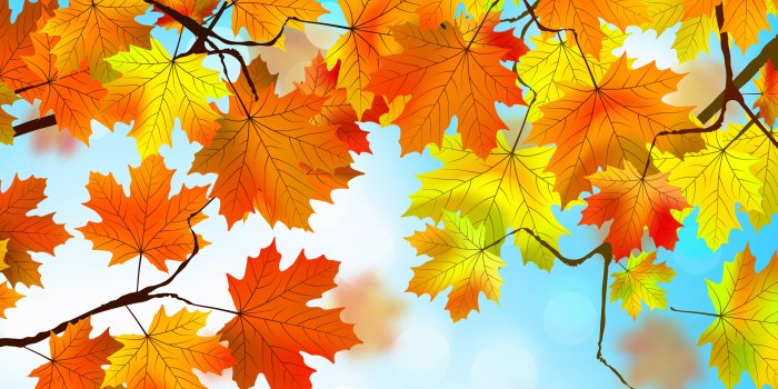 2880x1800 Leaves Autumn Wallpapers