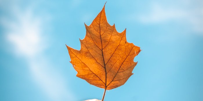 2617x3951 Autumn Leaf Stock Photos & HD Images
