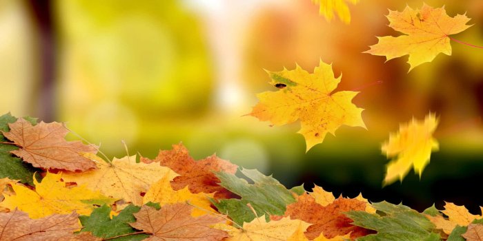 1920x1200 100+] Fallen Leaves Wallpapers