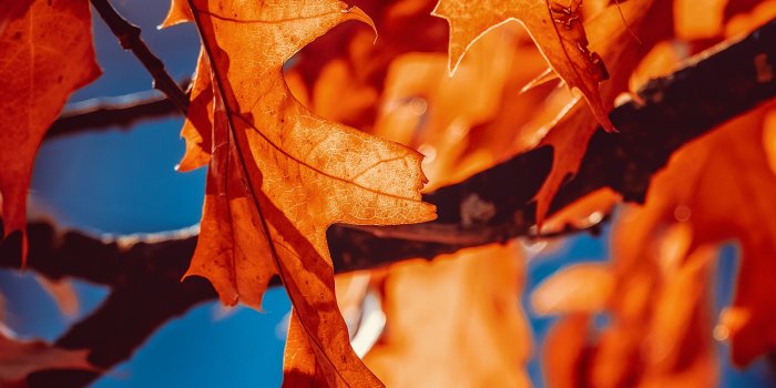 2732x2732 Autumn leaves Wallpaper 4K, Orange Leaf