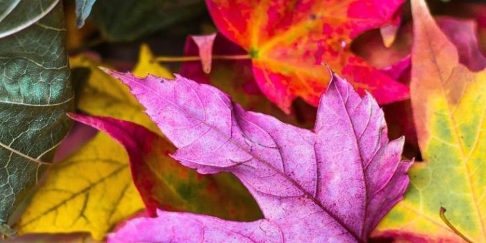 736x1308 Autumn leaves Wallpapers Download | MobCup