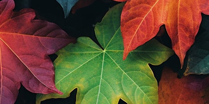 736x1656 Best fall wallpapers for iPhone in 2024