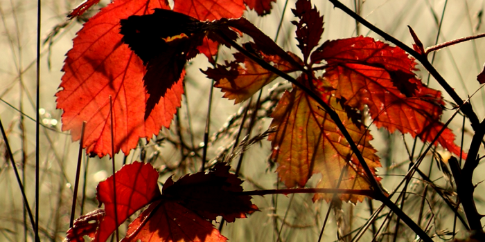 1080x1920 Autumn Leaves Wallpaper 4K for Mobile