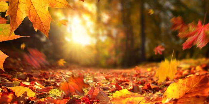 1920x1280 Fall Leaves Wallpaper - NawPic