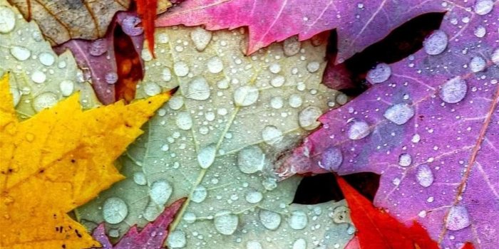 1600x2844 Autumn leaves Wallpapers Download | MobCup