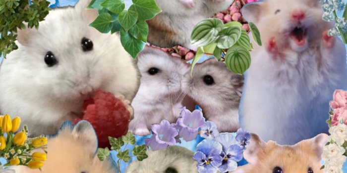 1080x1920 Hamster wallpaper, Cute hamster