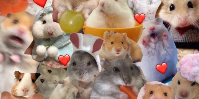 750x1334 Hamster wallpaper, Cute hamsters, Hamster