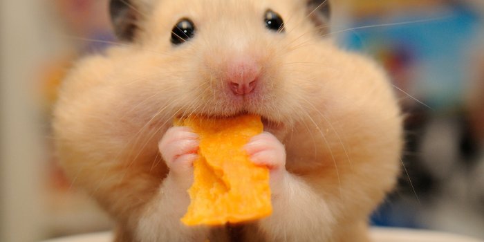 2048x1425 Animal Hamster HD Wallpaper by